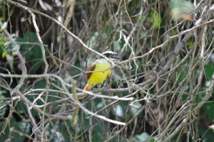 A Great Kiskadee , once known as the Kiskadee Flycatcher, snatches insects out of the air and small fish out of water.