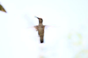 Buff-bellied hummingbirds are found, nowhere else in the continental United States.