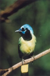 Green jay from another  angle in McAllen, Texas