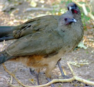 Chachalacas scurry along Birdwatching Center at Bentsen -Rio Grande McAllen, Texas