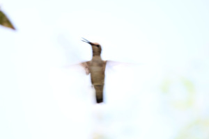 Buff-bellied hummingbirds are found, nowhere else in the continental United States.