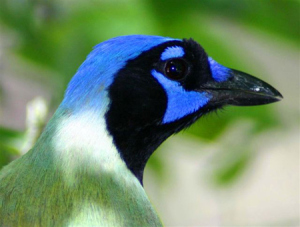 This migratory green jay shows off  brilliant plumage